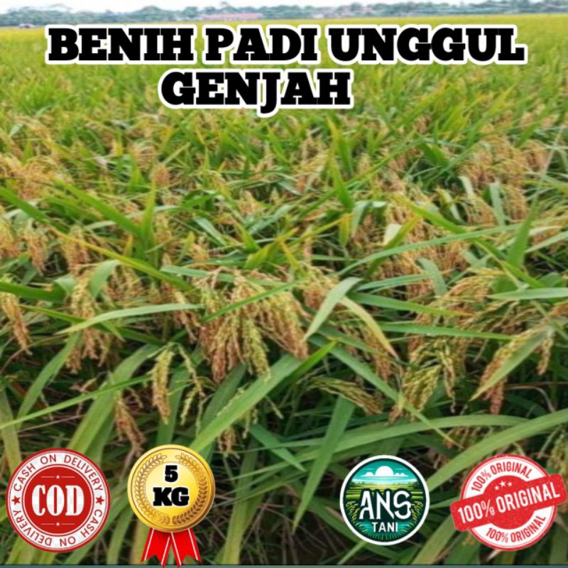 BENIH PADI UNGGUL GENJAH BERKUALITAS KEMASAN 5KG