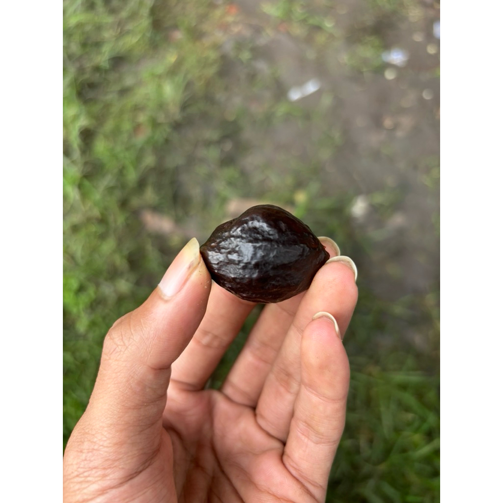 Kemiri jenis Aduan - Jayanti big size