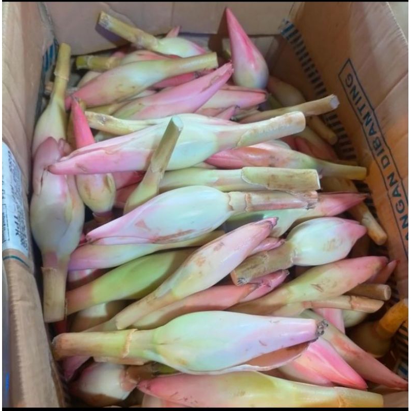 

PROMO BUNGA KECOMBRANG FRESH 10 pcs