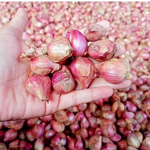 

Bawang merah Bima SUPER kemasan 1kg