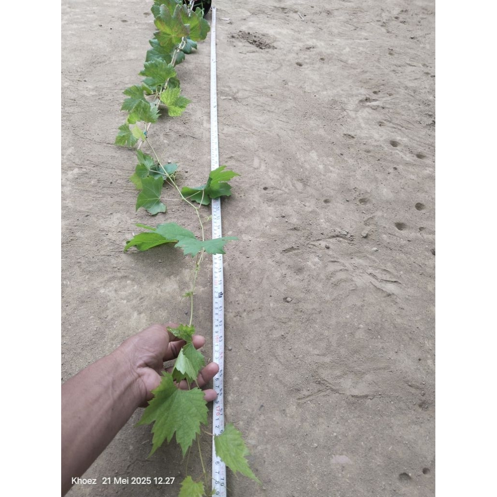 

bibit anggur maria rs iac 572