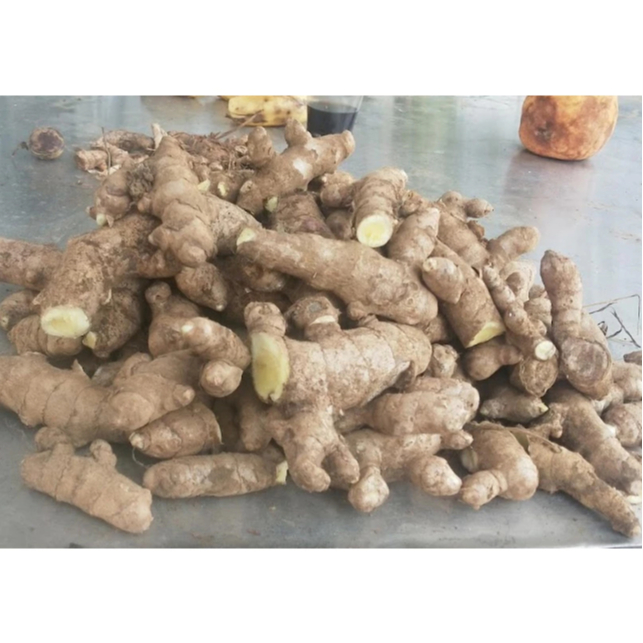 

COD 1 Kg Kunyit Putih / (Curcuma zedoaria) Fresh White Turmeric