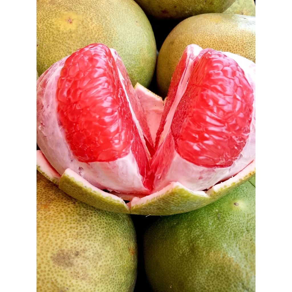 

BuahJerukBaliMerahBESARmanisSegar