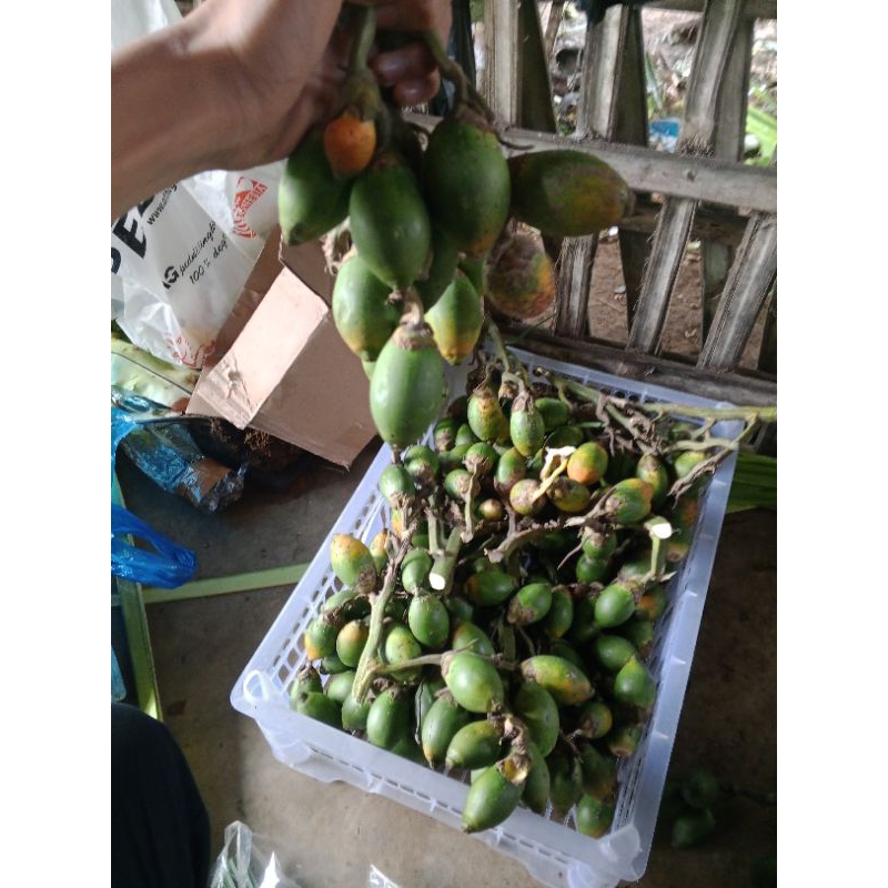 

buah pinang muda.1kg