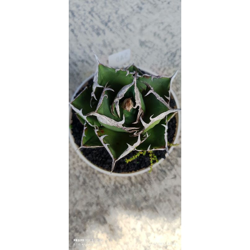 Souvenir agave sad