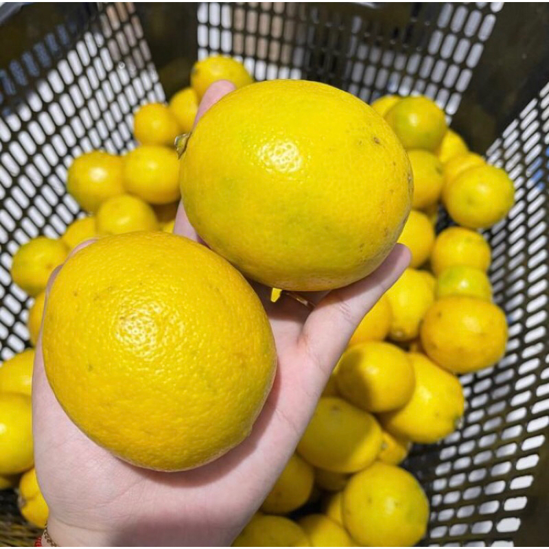 

Jeruk Lemon Peras Super Kuning Per 3kg - Minuman Segar - Mama, Meal, Fat, Jamu, Etawa, Food, Ramuan, Permen, Bagus buah Frozen Makanan Zuriat