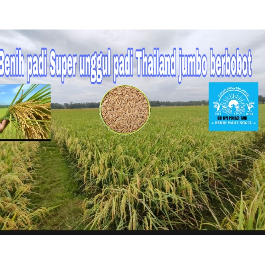 Benih padi Super unggul padi Thailand Jumbo berkualitas 10Kg