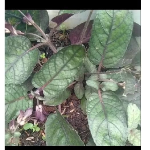 tanaman herbal gempur batu