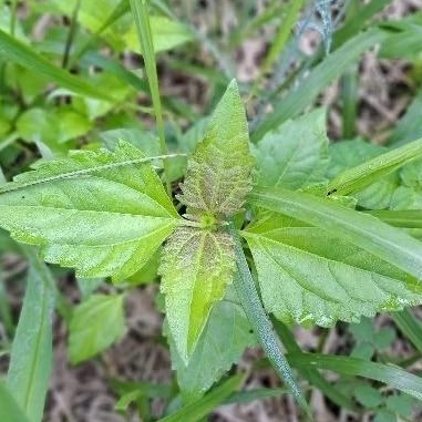 

Daun Kirinyuh Segar | Herbal Tradisional Alami | Dipetik Saat Ada Pesanan