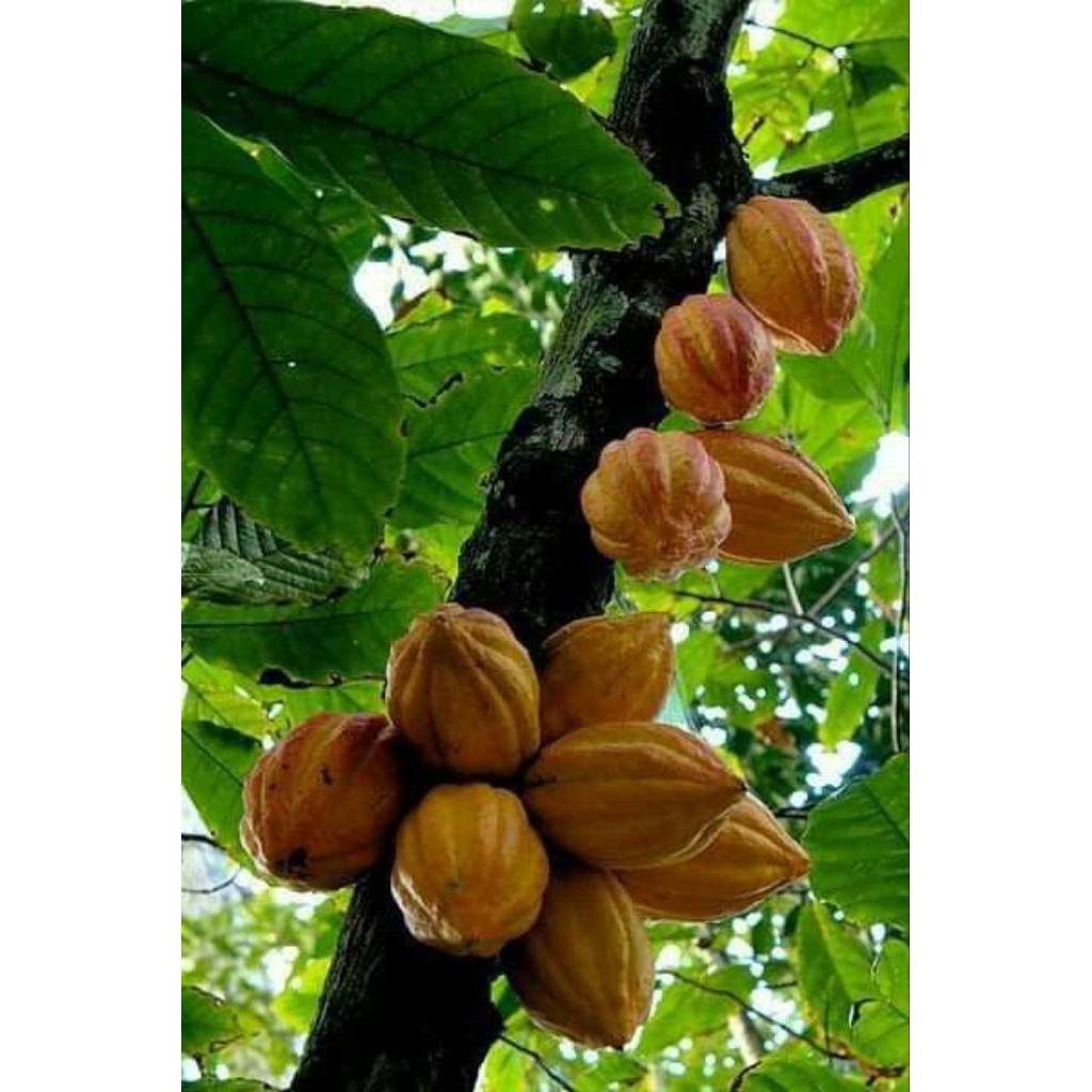 

HARGA PERKILO / BUAH KAKAO SEGAR BARU PETIK DARI POHON