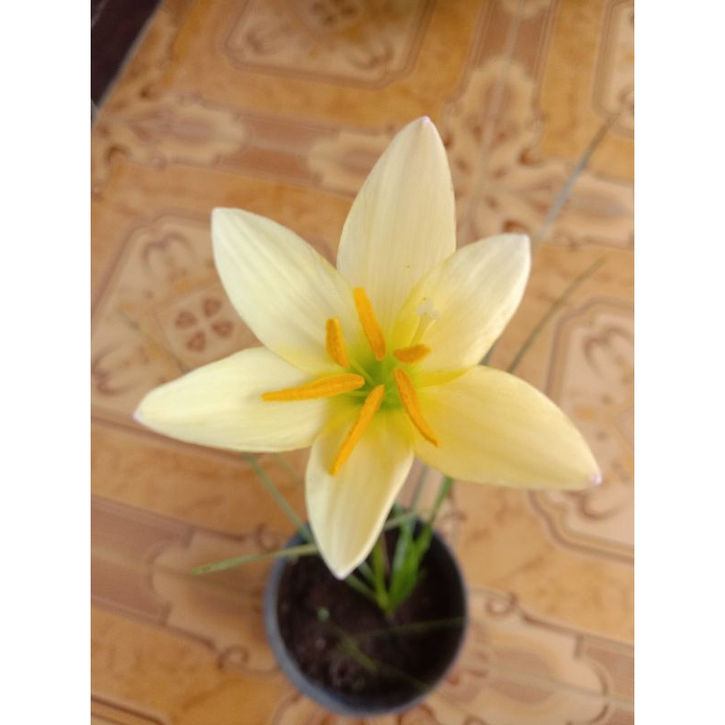 rain lily kuning / umbi rain lily kuning