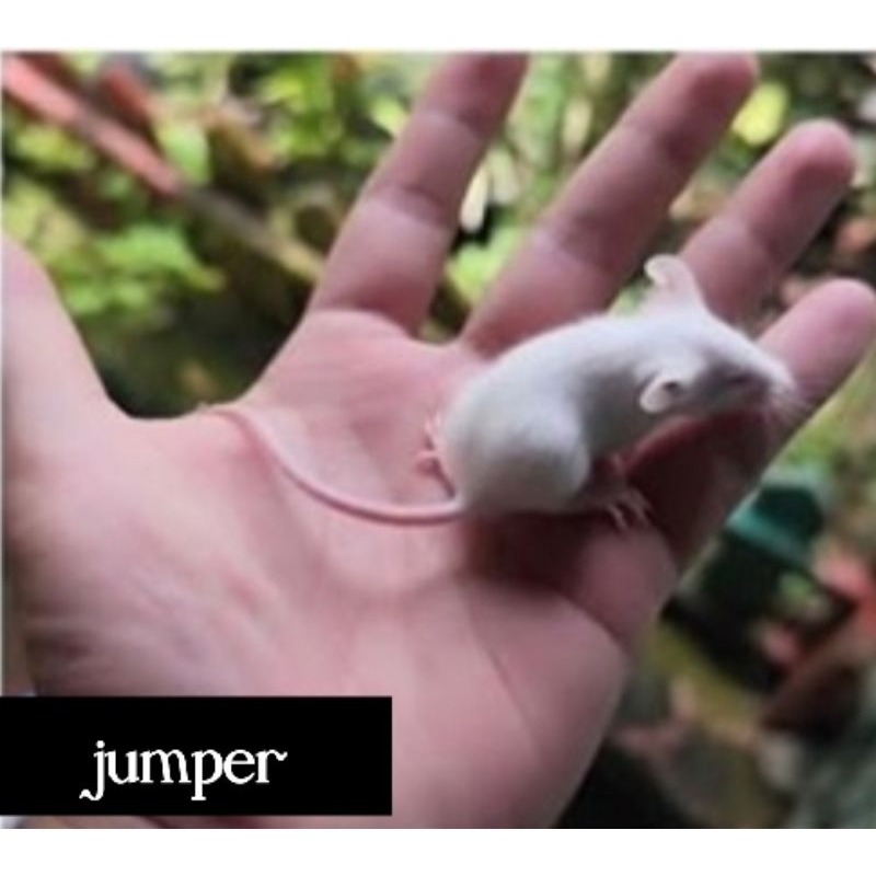 mencit jumper