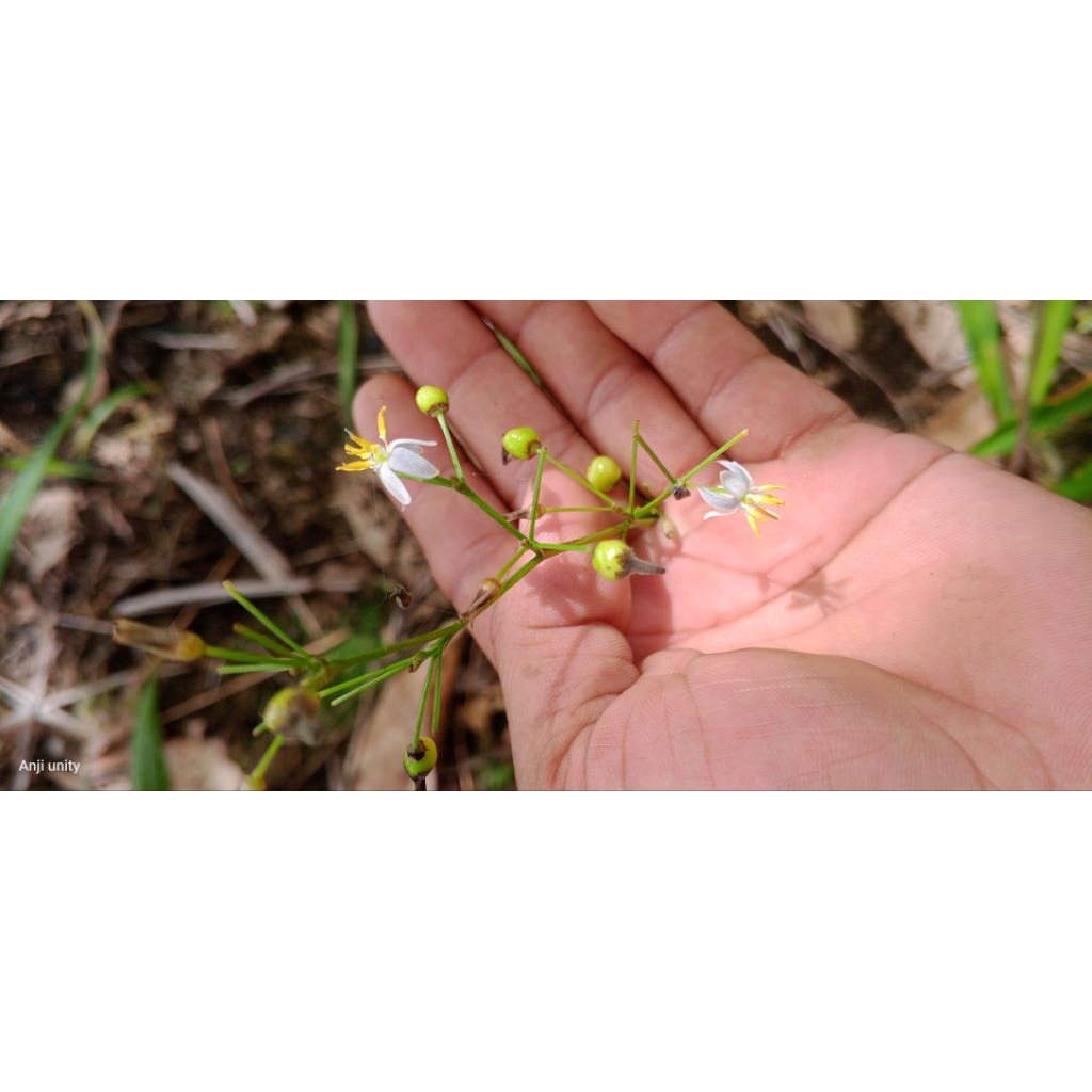 angrek tanah angrek melati