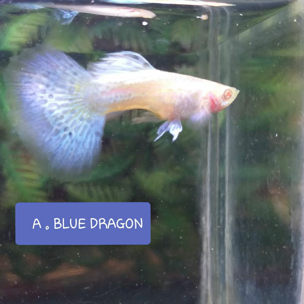 aksesoris aquarium GUPPY Albino BLUE DRAGON