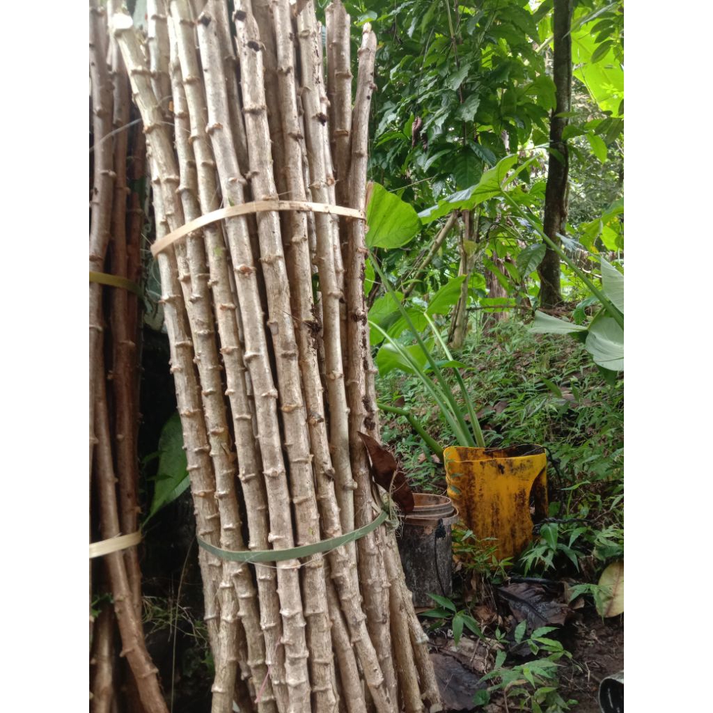 

BiBIT SINGKONG KETAN PERIKGETiSI 10BATANGPANJANBG25CM