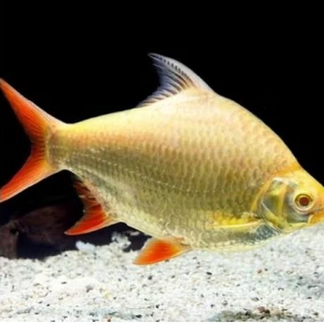 ikan hias kaviat jumbo