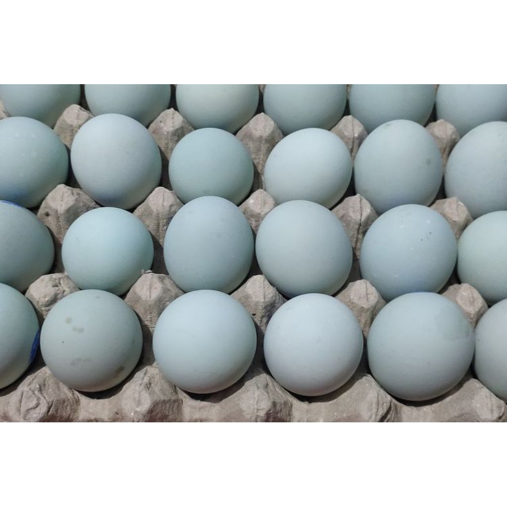 

Telur bebek per rak isi 30 butir fress