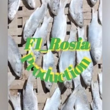

Promo.250.gram.Ikan.Asin.Belanak.(Padet).fress.asli.natural.alam.dg.proses.penggaraman.100%halal