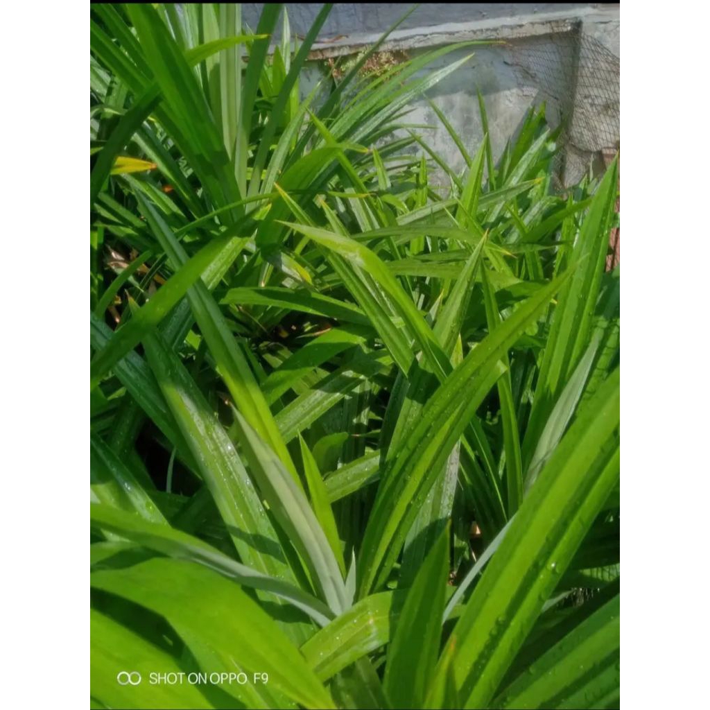 

daun pandan wangi segar dan fress petik ddkan 250gr
