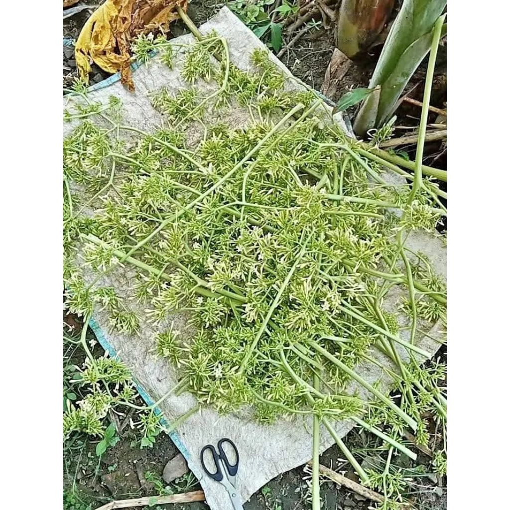 

kembang pepaya fres dan segar bisa di sebut bunga pepaya karayunan berat bersih 700grm