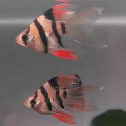 stiker sumatra balon slayer