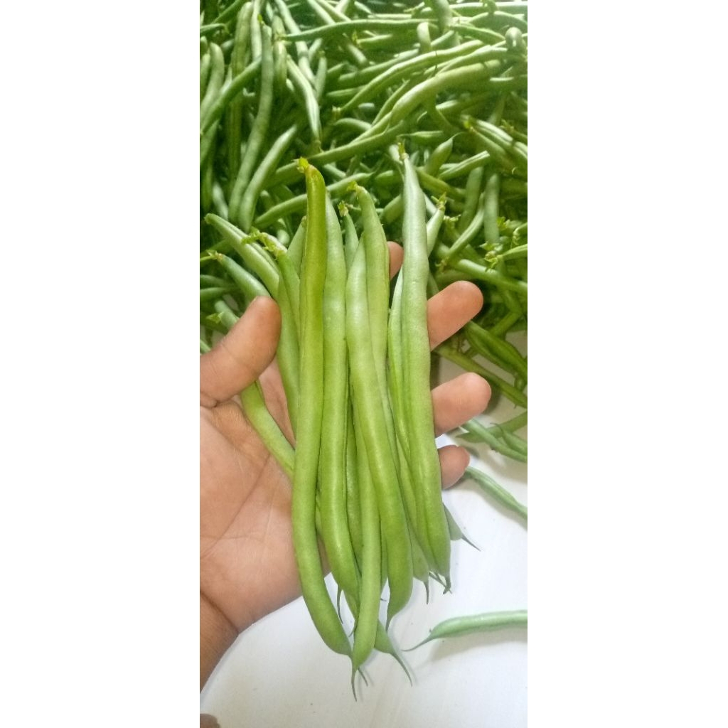 

sayur buncis segar fresh dadakan super 500 gr murah