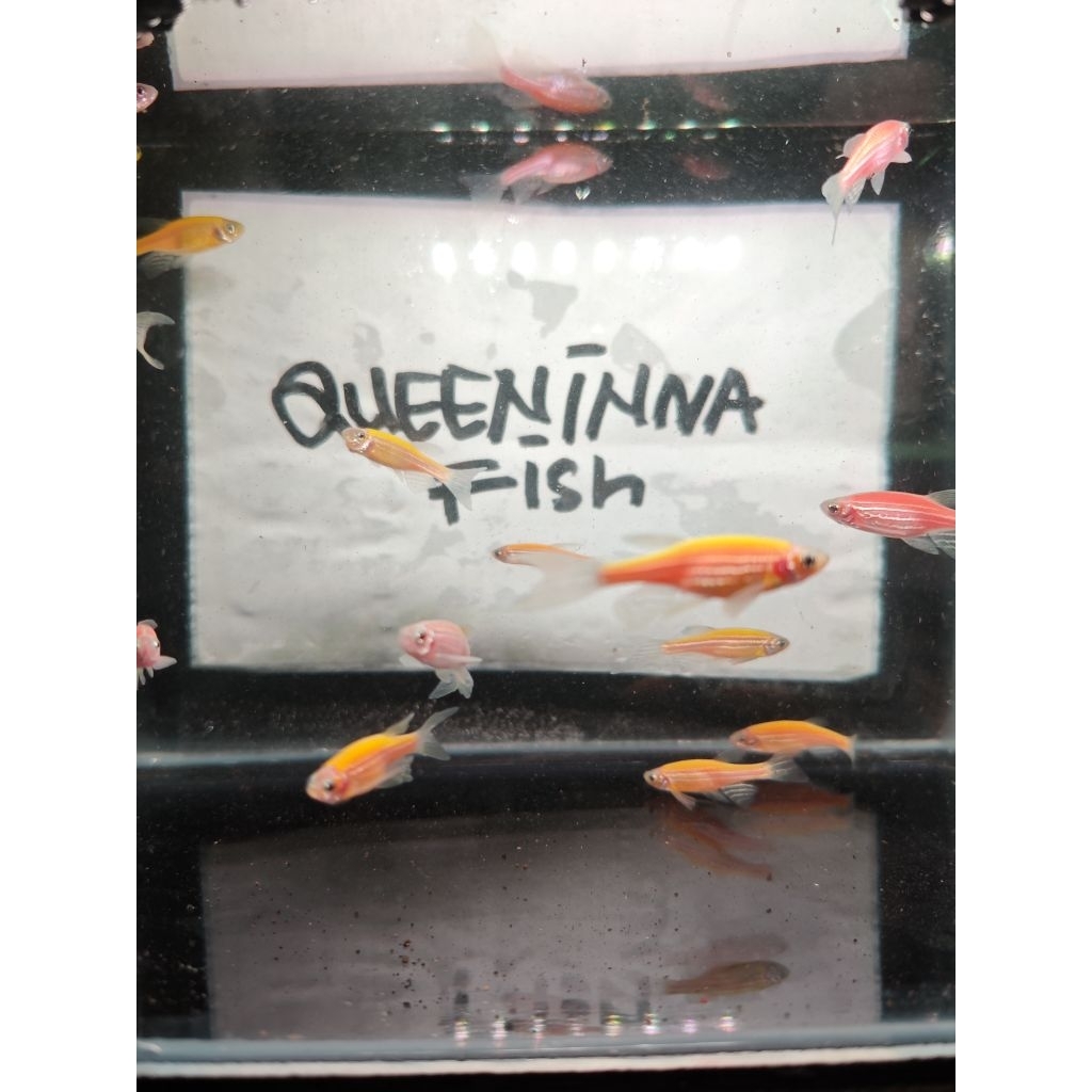 ikan danio slayer danio longfin / ikan warna pink kuning ungu pastel slayer buntut panjang