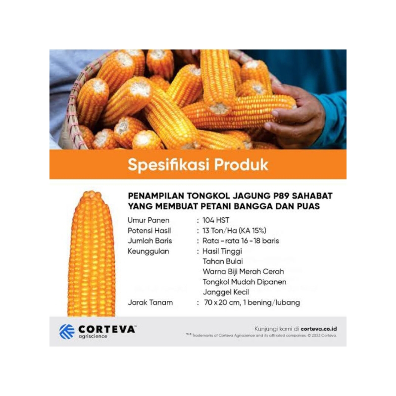 Benih jagung Pioner 32 singa 1 kg bibit