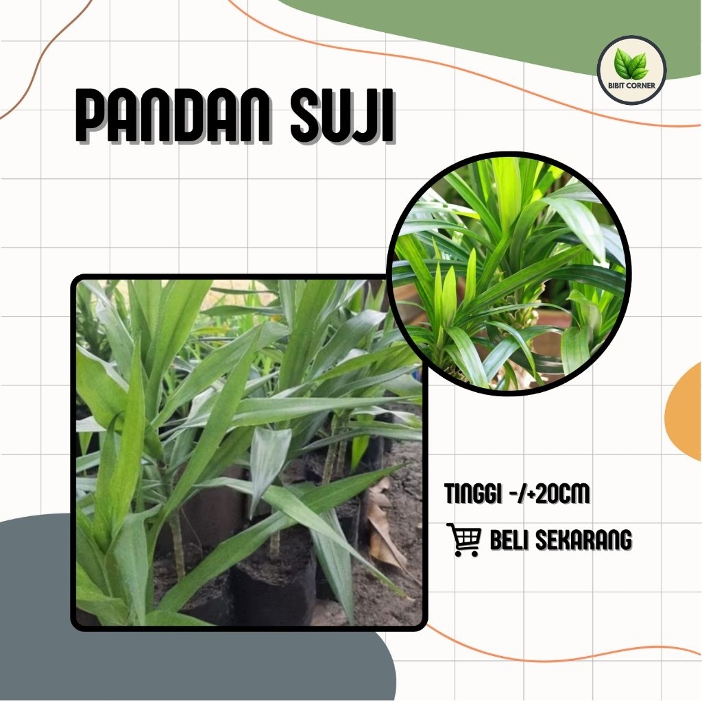 Bibit Daun Pandan Suji