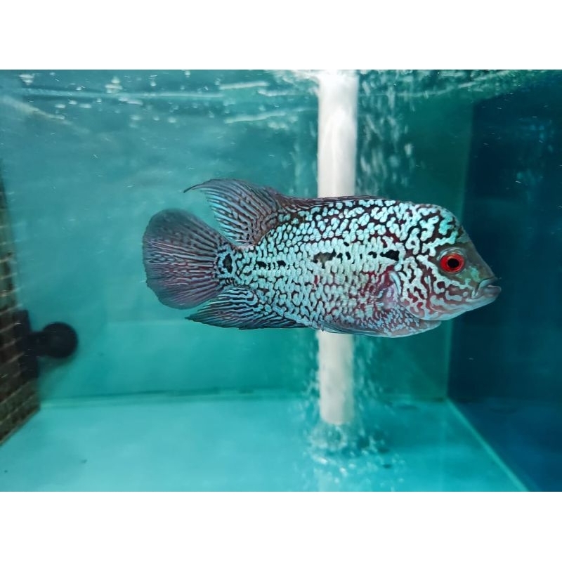 louhan kingkamfa ORI Thailand