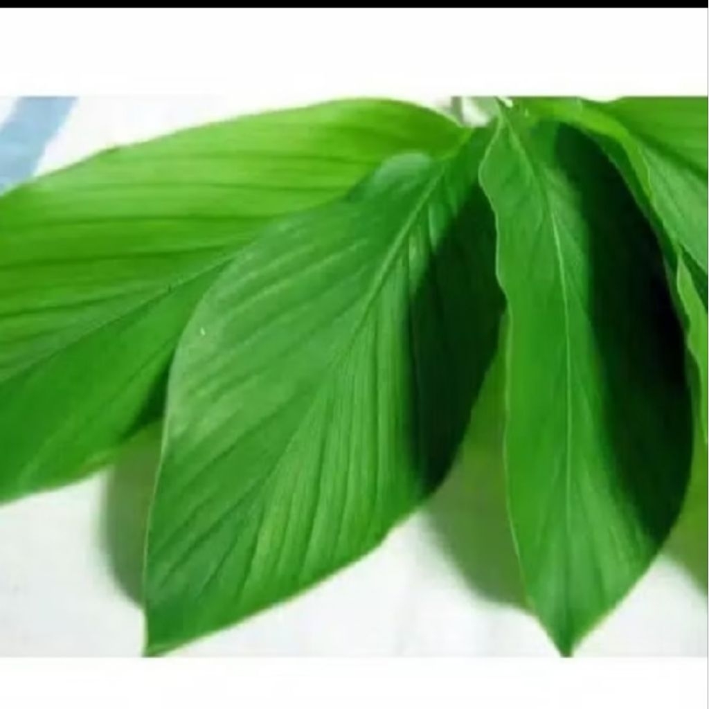 

daun kunyit 100 gram