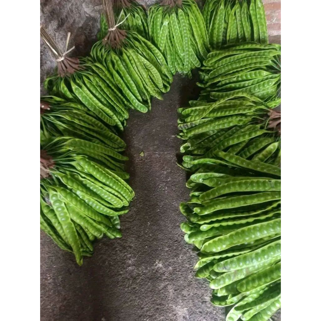 

pete full tua dan panjang 100 papan/empong