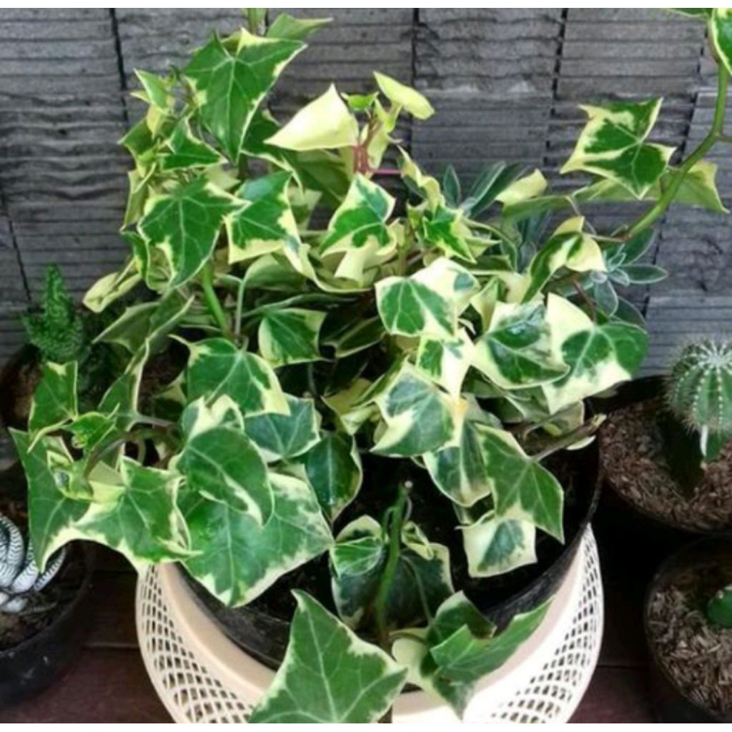 Tanaman Hias Ivy Variegata Happy Daun Tebal - Tanaman Hias Ivy Variegata Daun Tebal Indoor/Outdoor