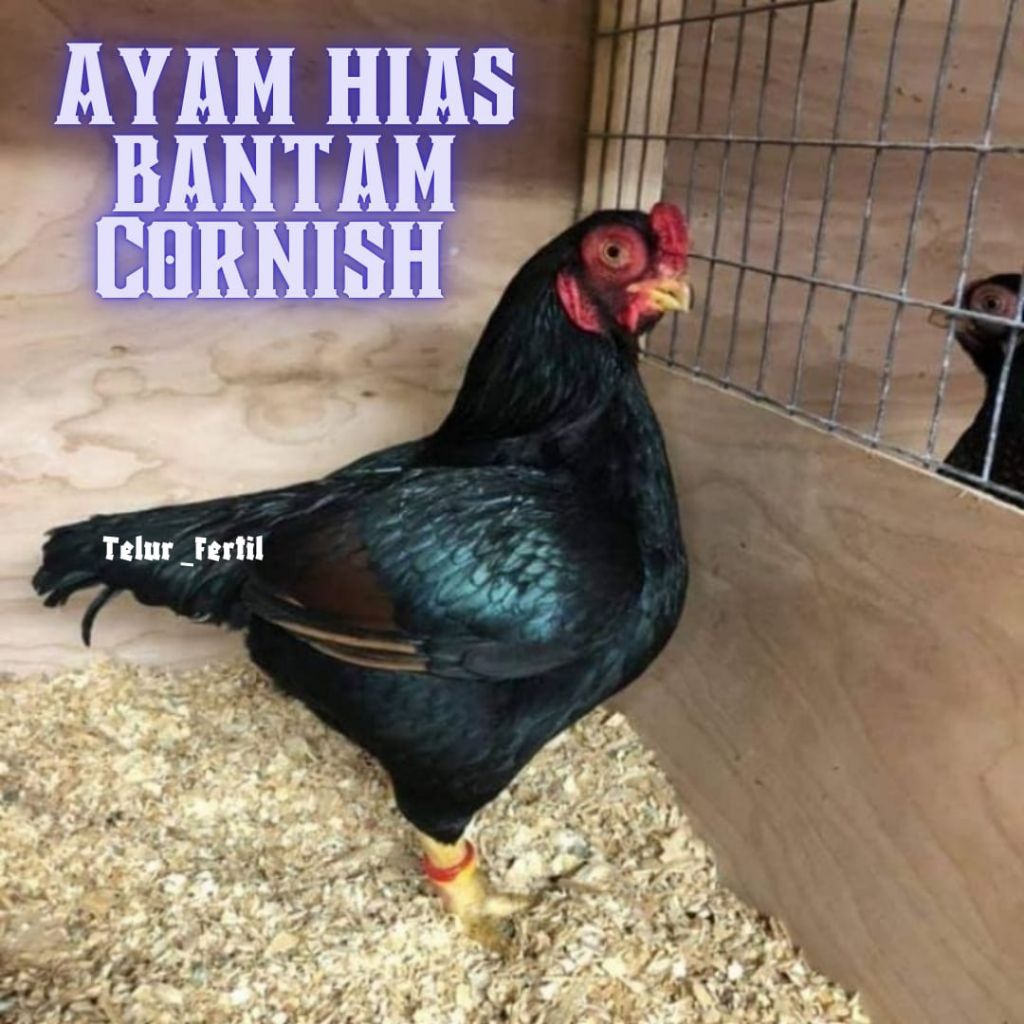 

telur ayam hias bantam cornish bisa untuk di tetaskan