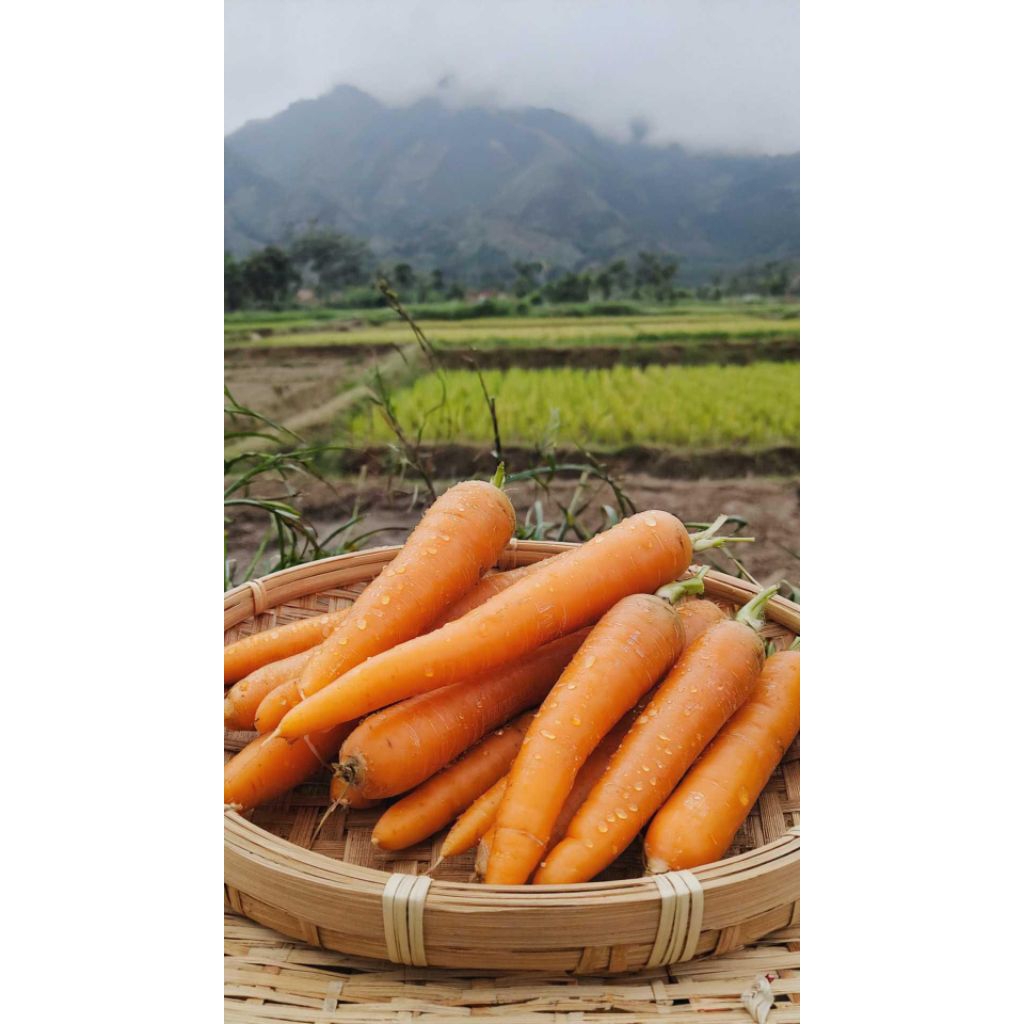 

Wortel Fresh Dieng 1kg – Langsung panen dari Kebun, Segar & Bersih