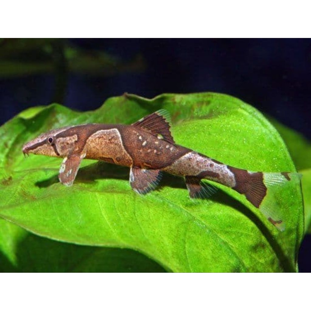 Ikan Hias Homaloptera Orthogoniata Lizard Fish Pemakan Lumut Alga Aquascape untuk Dekorasi Aquarium