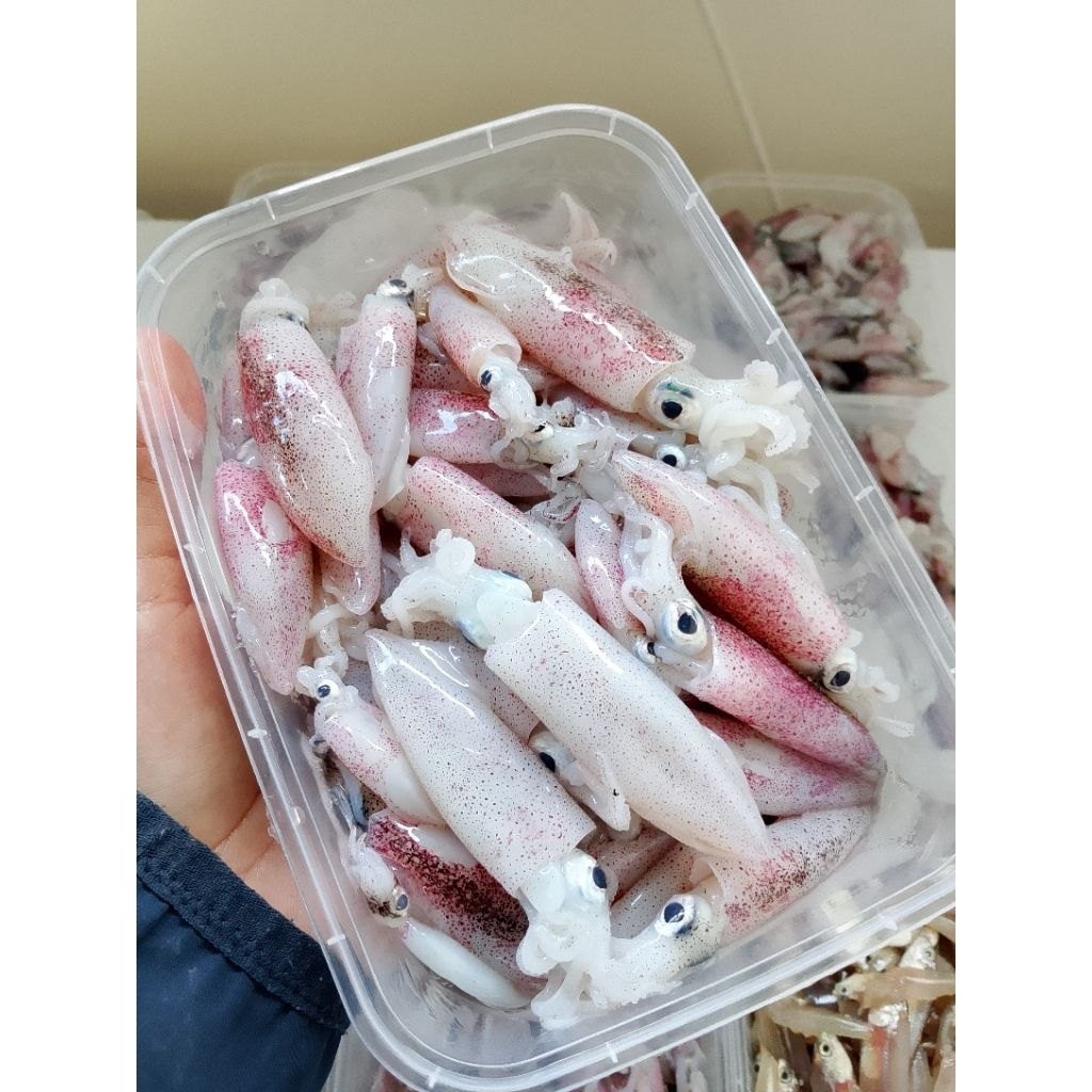 CUMI SEGAR FROZEN UKURAN SEDANG mix Kecil 480gr