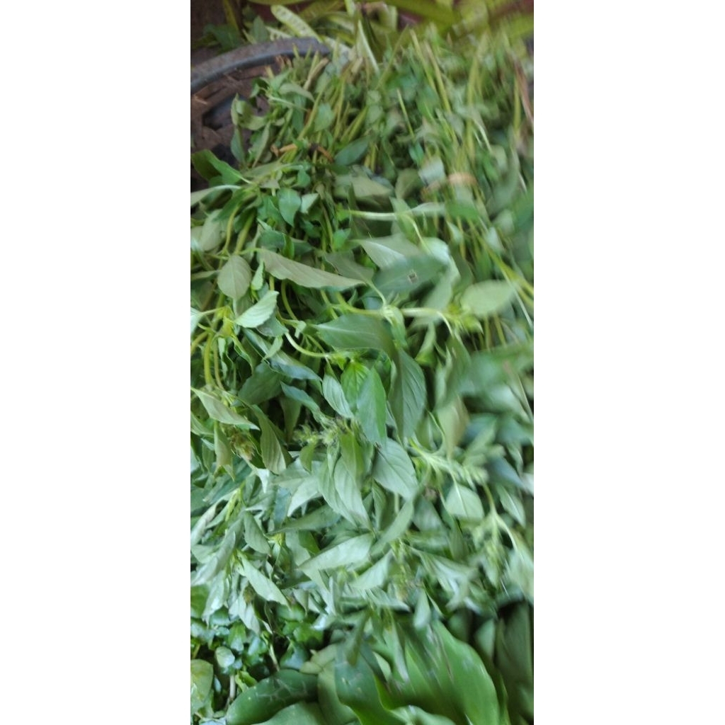 

Sayur Daun kemangi petik segar per ikat