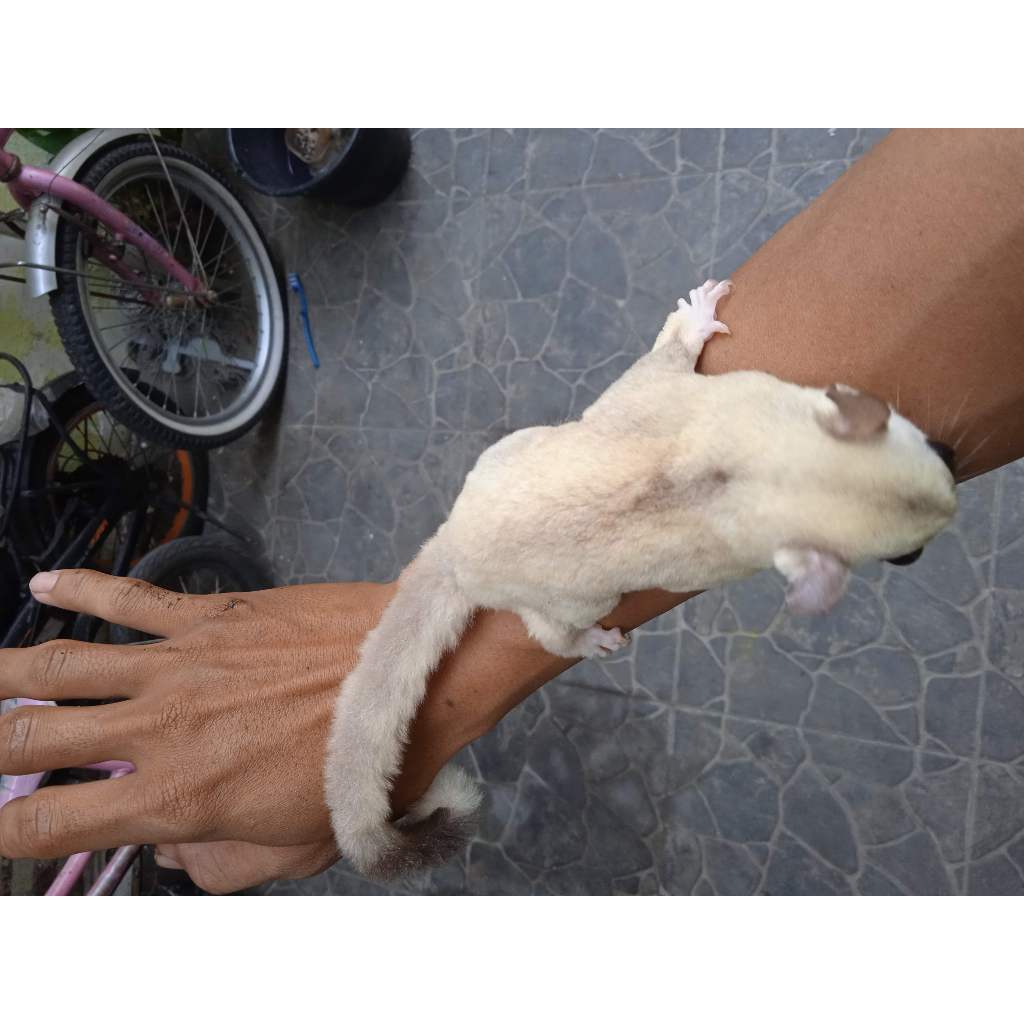 sugar glider platinum