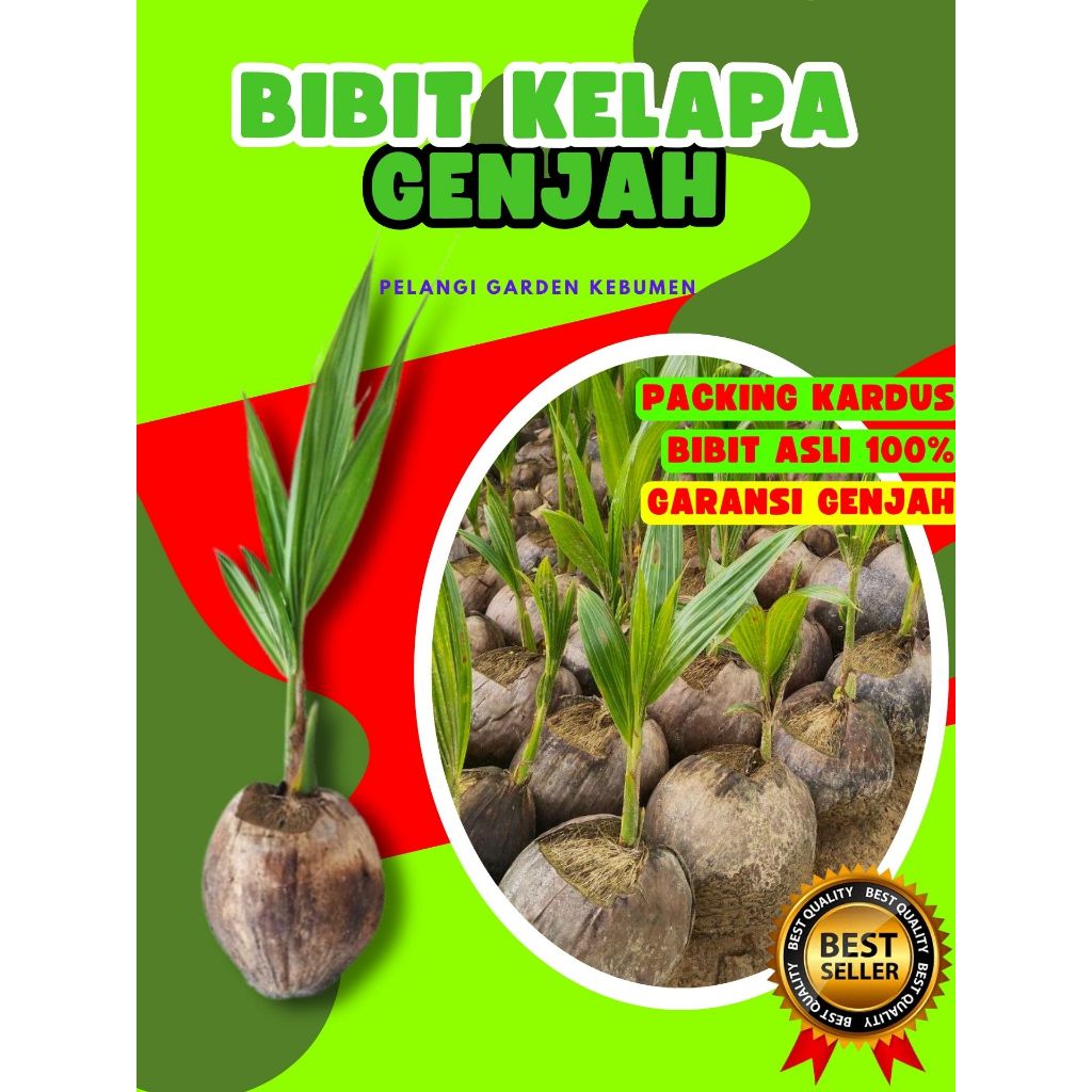 TERLARIS.. Tanaman Kelapa Genjah Entok Super Besar, Tanaman Kelapa Halus, Tanaman Kelapa Hijau Hibri