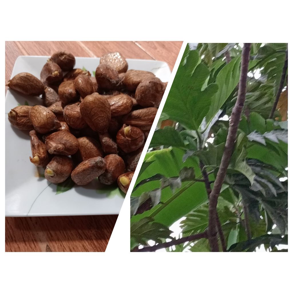 

Biji kluwih 500 gr Buah jatuh dari pohon