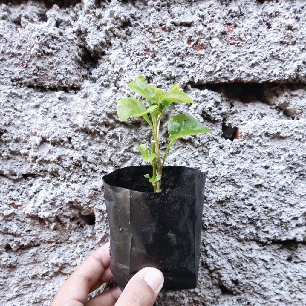 bibit bayam brazil/ bibit bayam/ tanaman sayur bayam/ tanaman hidup/ bayam brazil murah/ bibit bayem