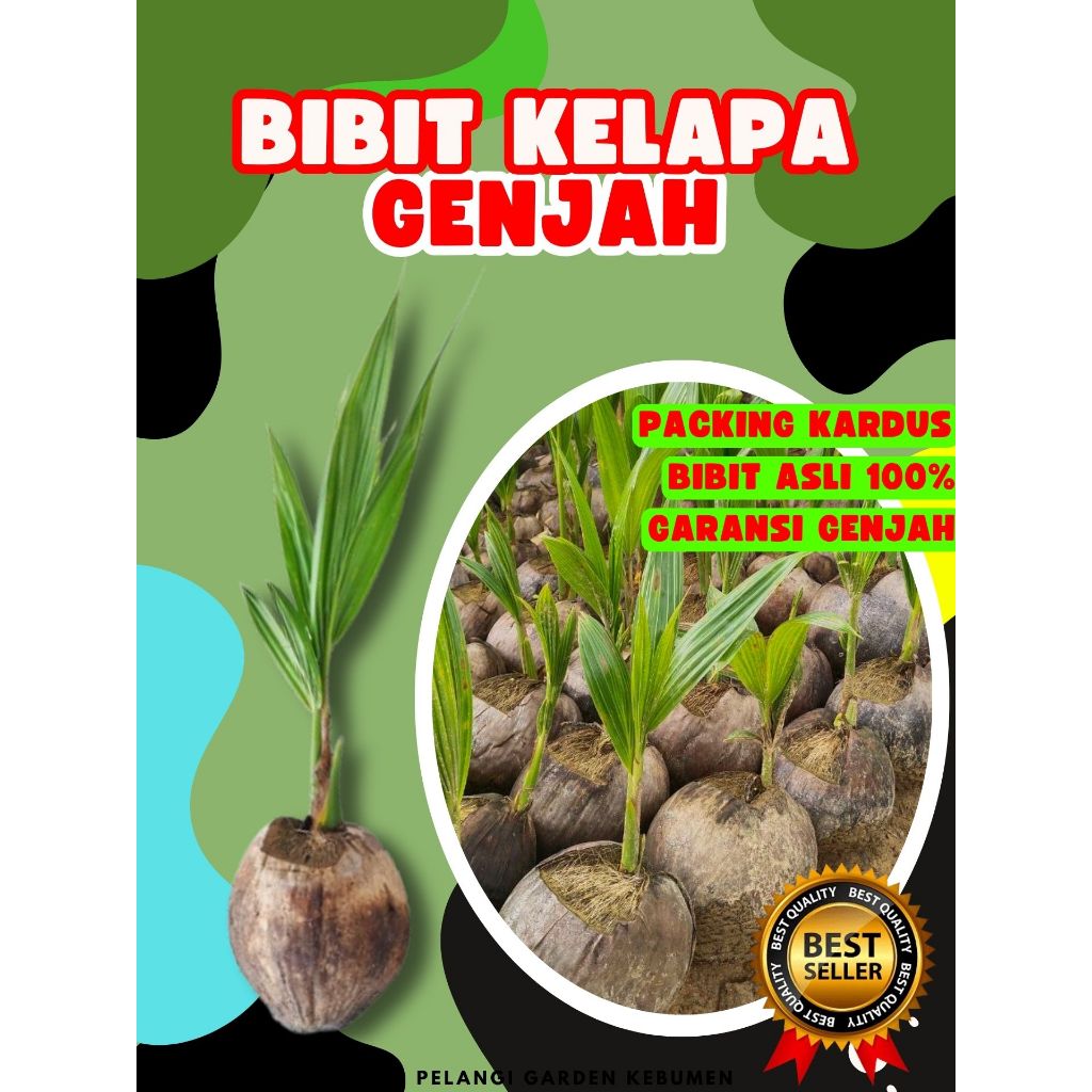 CEPAT BUAH..  Tanaman Kelapa Kopyor Asli, Tanaman Kelapa Kopyor Bogor, Tanaman Kelapa Kopyor Besar