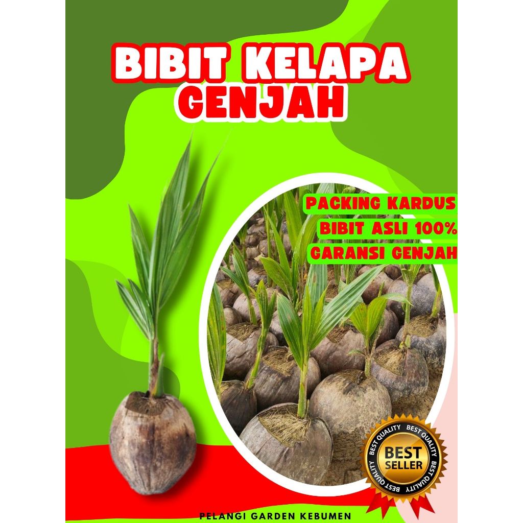 KUALITAS UNGGUL.. Tanaman Buah Kelapa Entok, Tanaman Buah Kelapa Entog, Tanaman Buah Kelapa Entok An
