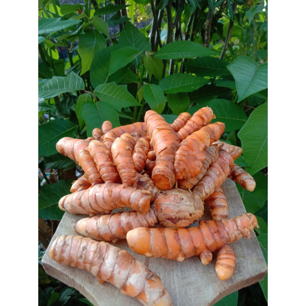 

kunyit segar tua 1kg