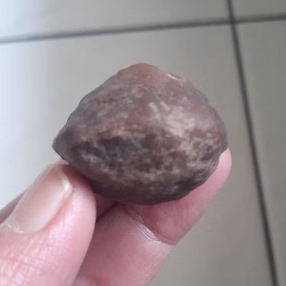 Kemiri Adu Muncang Anak MD Tua Jatuhan