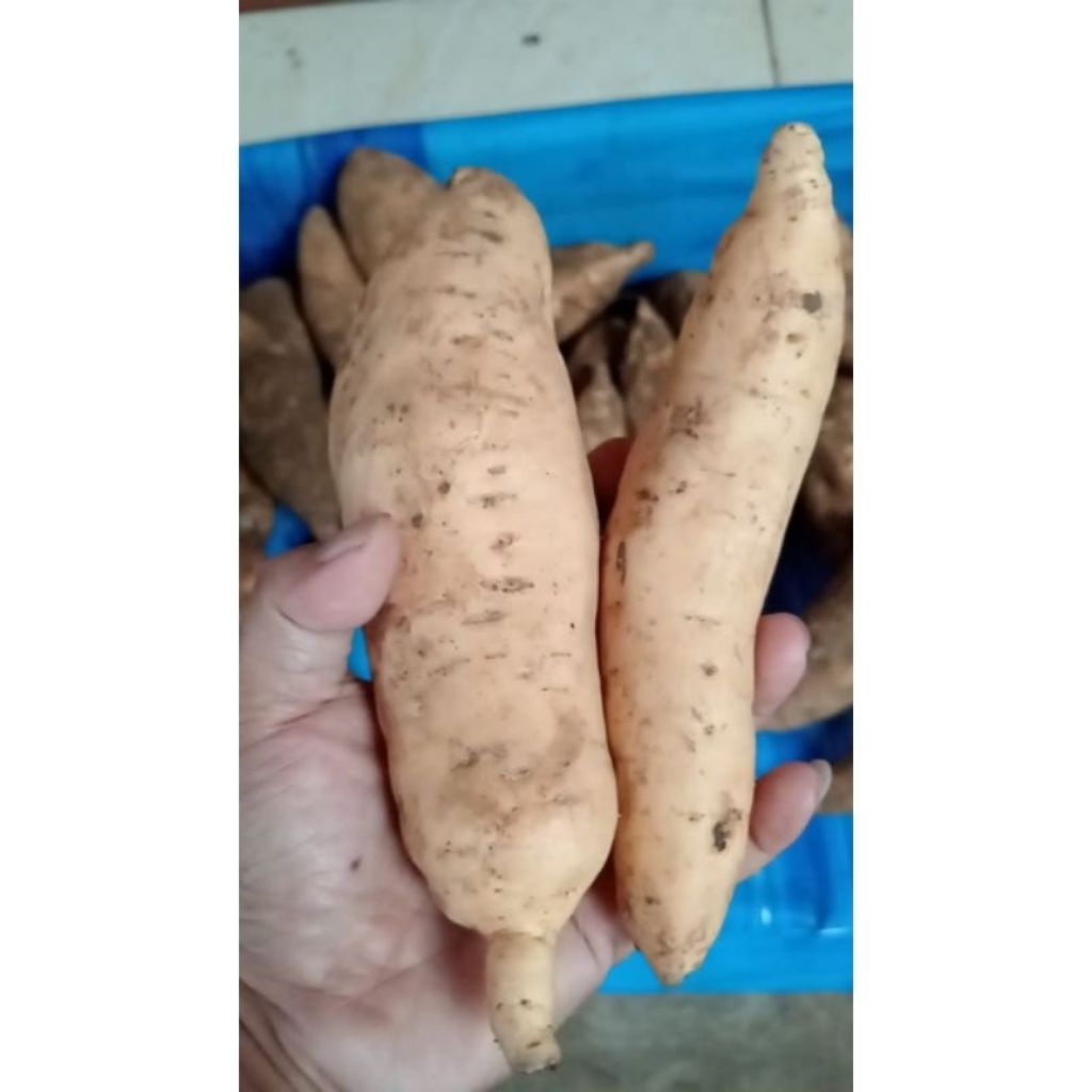 

UBI KUNING ubi Cilembu untuk diet