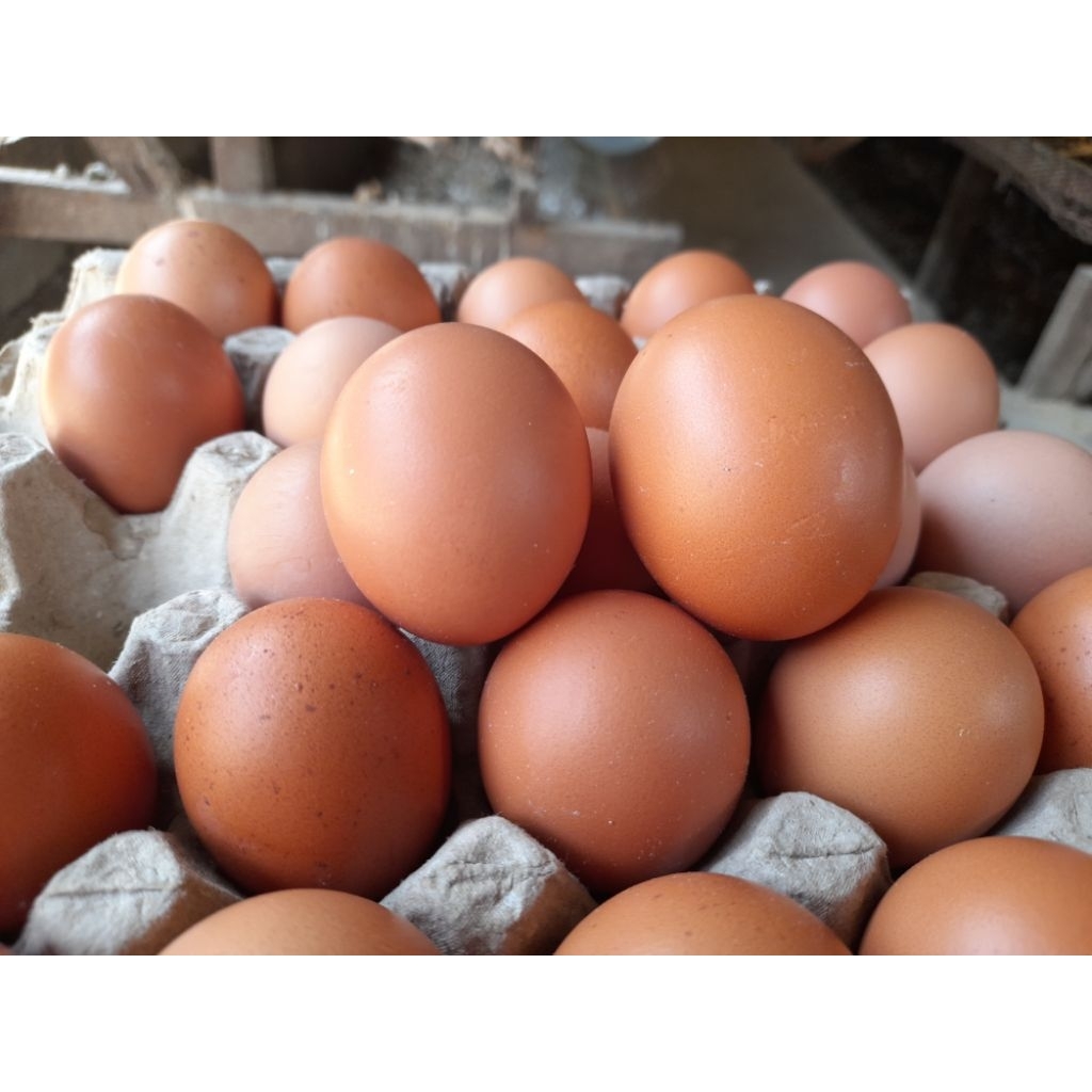 

Telur ayam Negri fres dan termurah