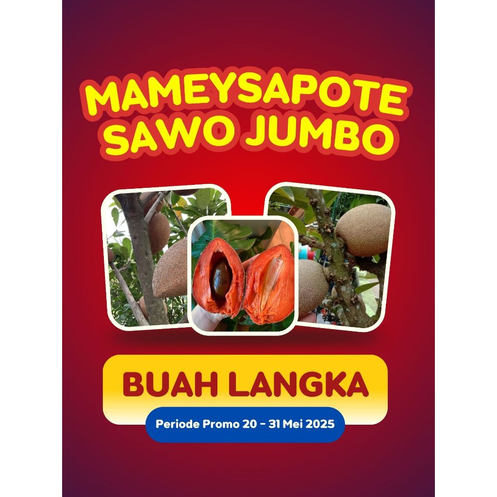 

LANGKA !! Buah Sawo Jumbo Yang Bagus