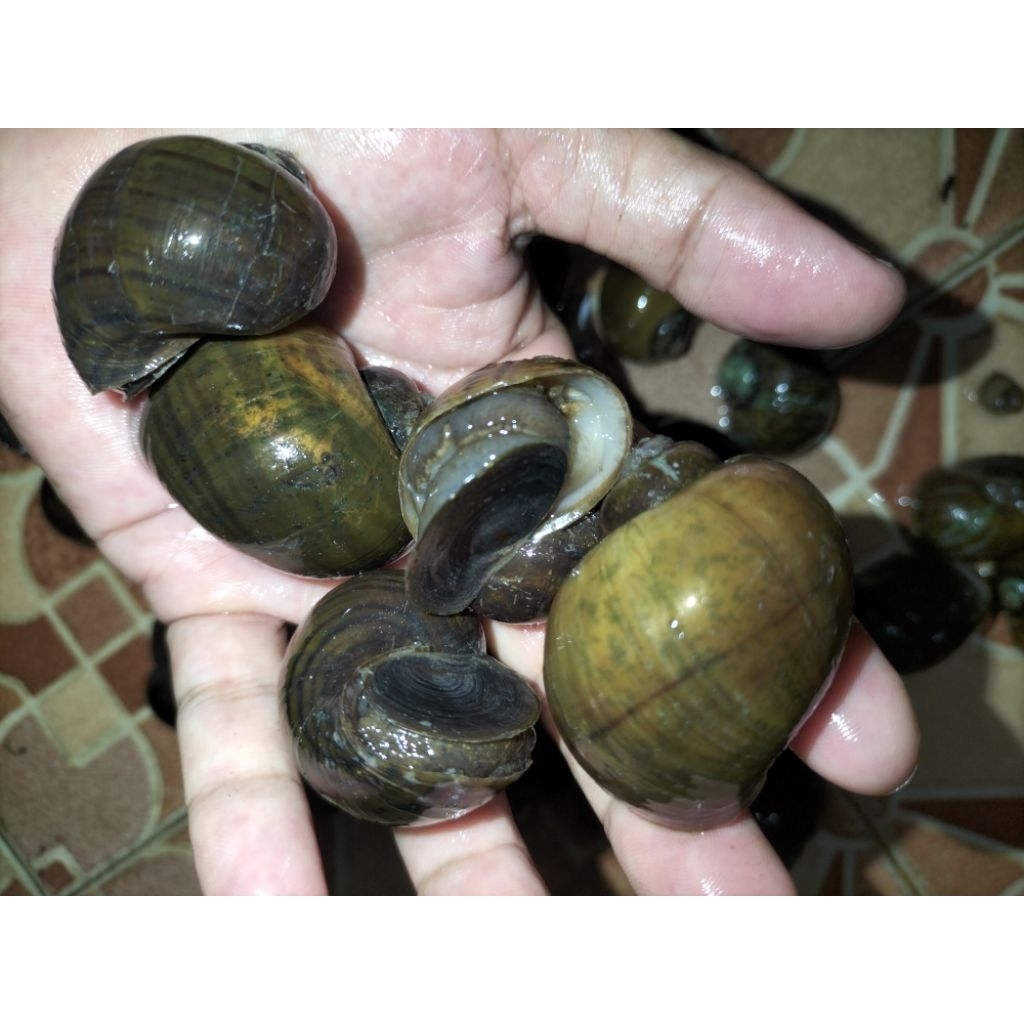 

keong sawah fresh masih hidup 1kg